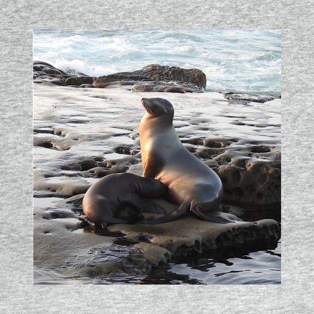 Wildlife gifts, California sea lion, marine life, nature by sandyo2ly